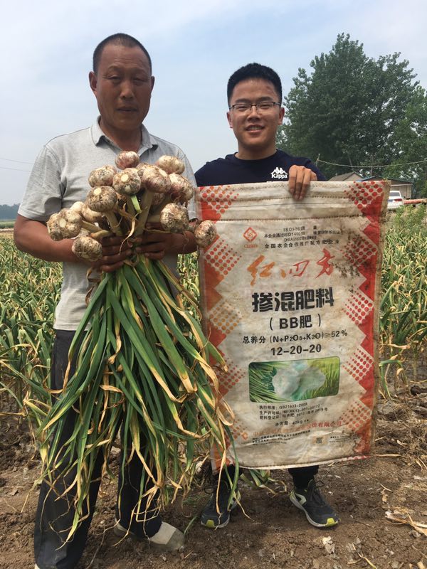 種大蒜用什么肥好？大蒜專用摻混肥52%（12-20-20）
