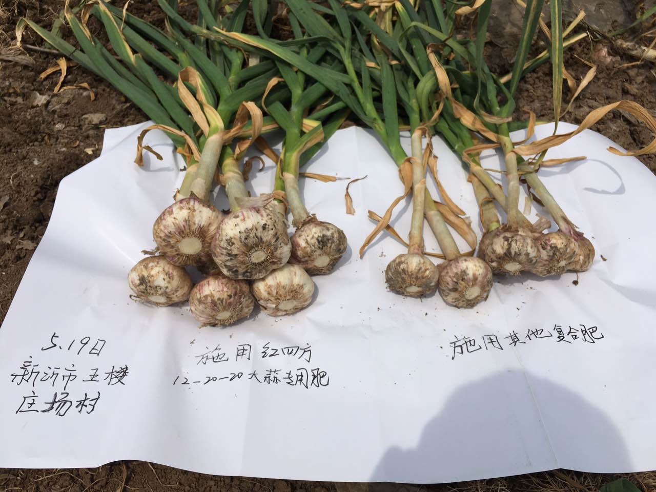 種大蒜用什么肥好？大蒜專用摻混肥52%（12-20-20）
